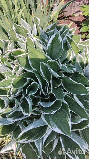 Хоста волнистая, хоста гибридная