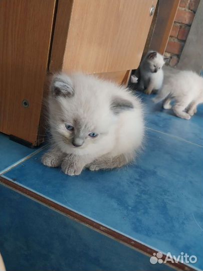 Кошки в добрые руки