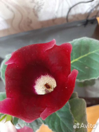 Глоксиния махровая