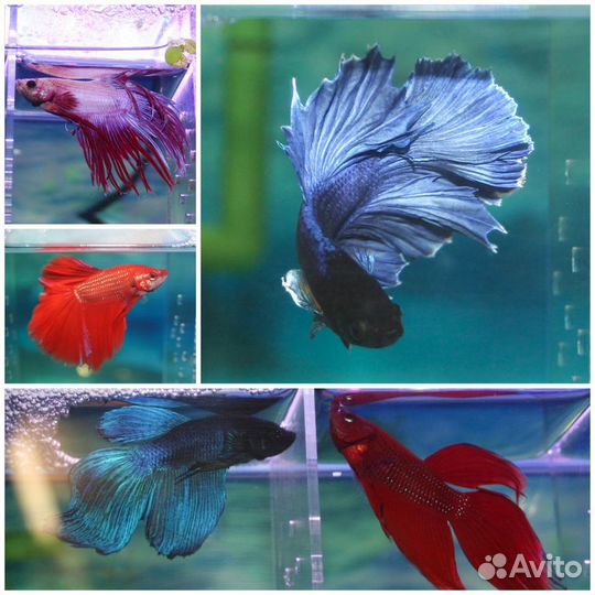 Аквариумная рыба