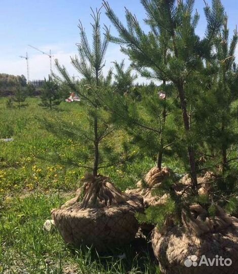 Сосна молодая