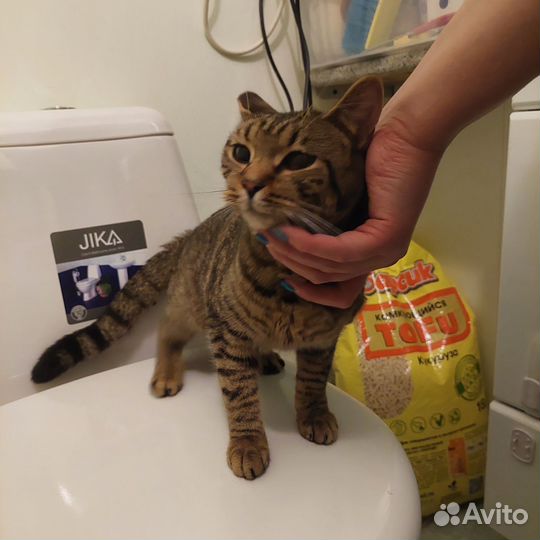 Бенгалку или Британку Глухую выкинули на Улицу