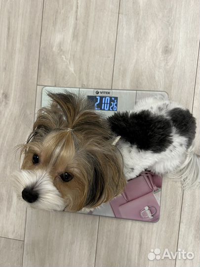 Весы напольные Vitek