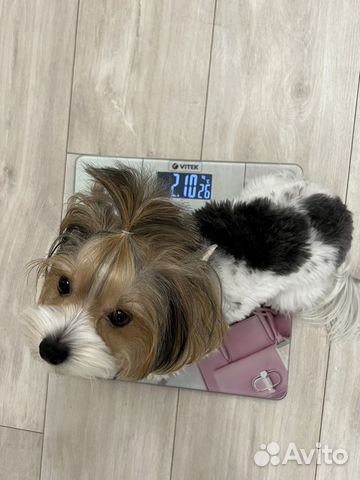 Весы напольные Vitek