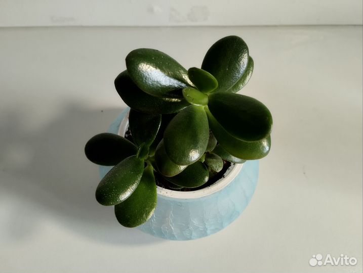 Толстянка денежное дерево