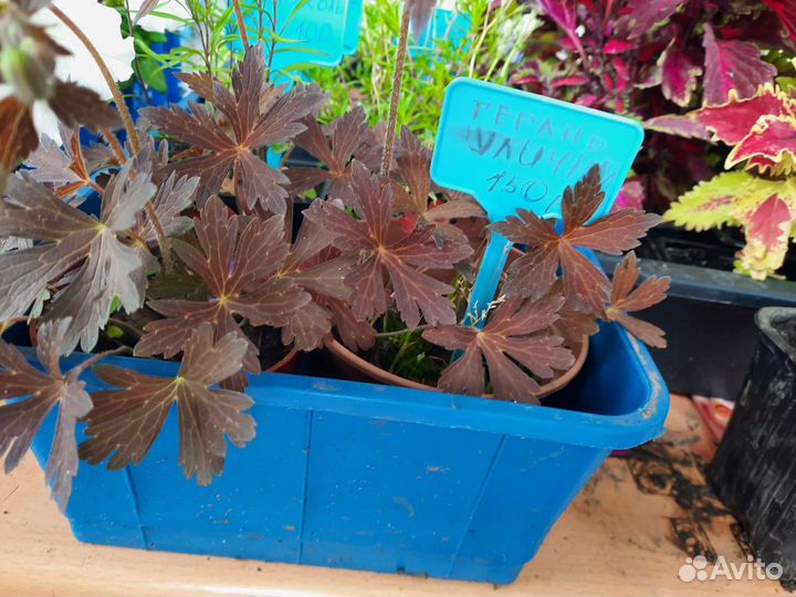 Многолетние цветы (бадан,физостегия,ромашка Фиона)