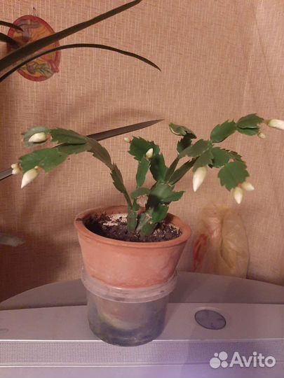 Декабристы