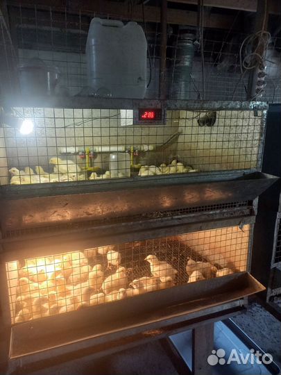 Клетки для бройлеров,перепелов новые,инкубатор