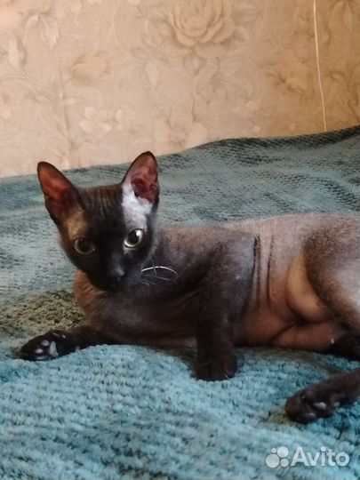 Домашние животные кошки беплатно