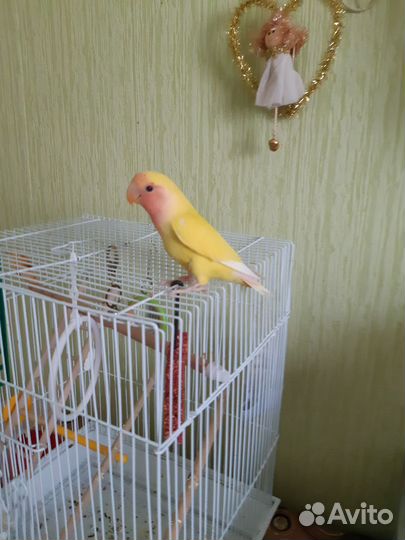 Попугай неразлучники