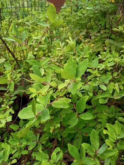 Дом 50 м² на участке 11,5 сот.