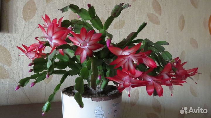 Комнатные цветы-цветущие декабристы красного цвета