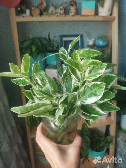 Педилантус