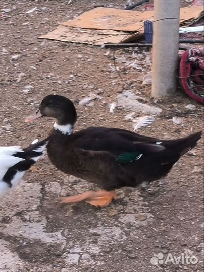 Утки муларды