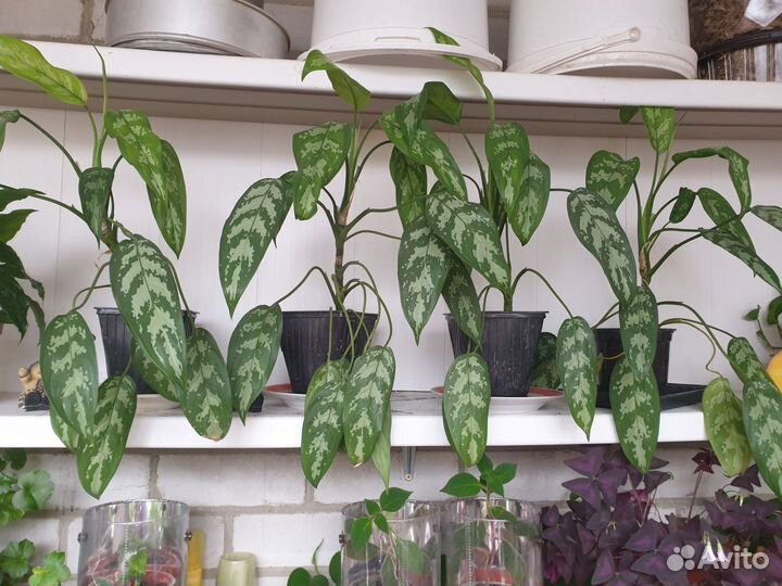 Комнатные растения