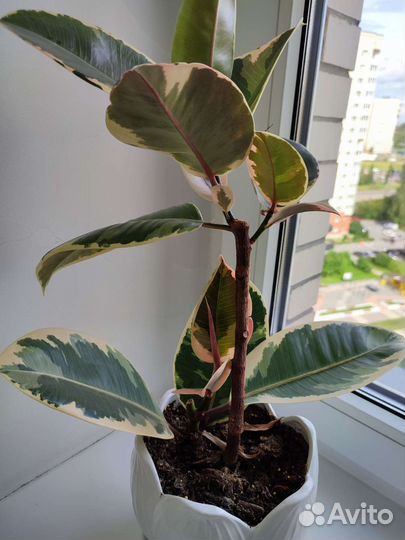 Фикус эластика