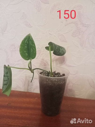 Монстера, сциндапсус,филодендрон