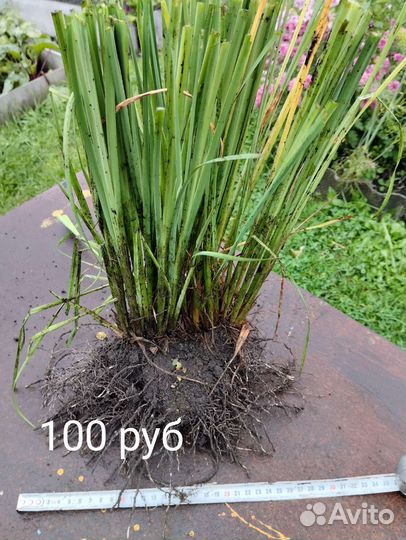 Ирис сибирский