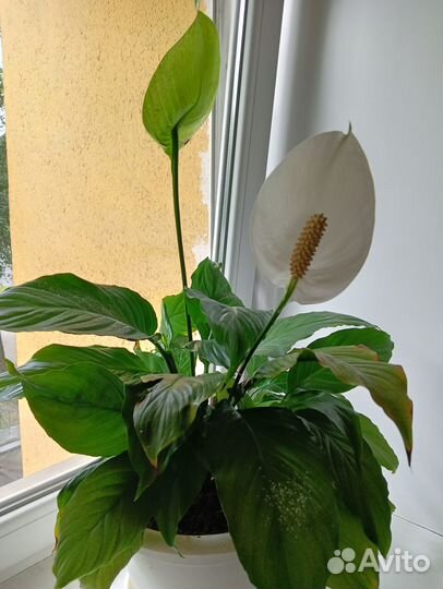 Продам цветы комнатные