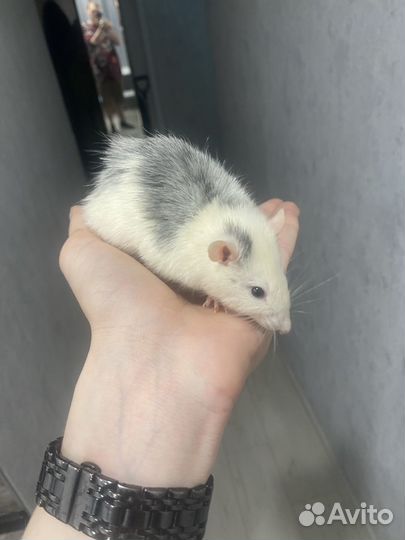 Крыса дамбо