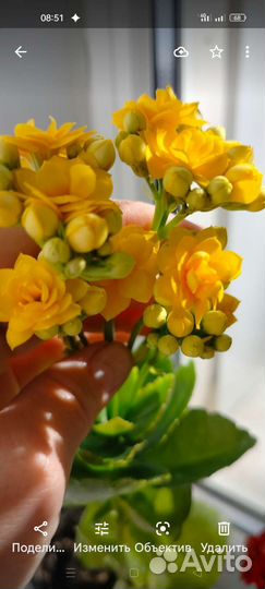 Комнатные цветы