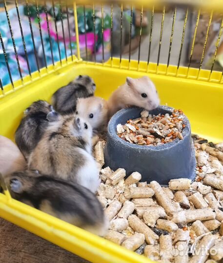 Джунгарский хомяк