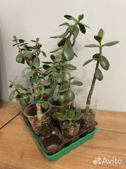 Денежное дерево толстянка крассула