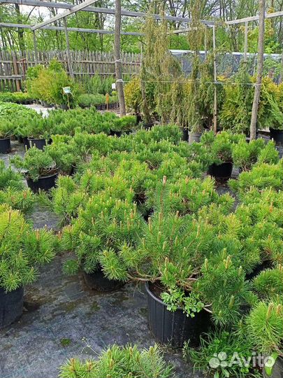 Декоративные деревья