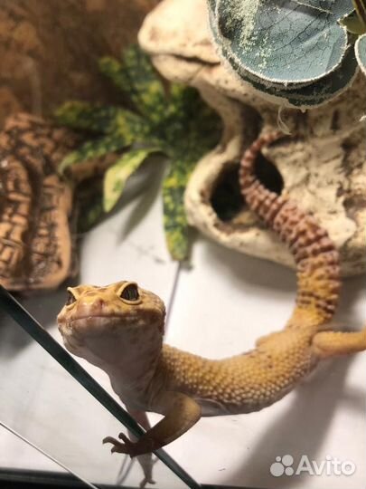 2 Эублефара+террариум ReptiZoo с полным оснащением