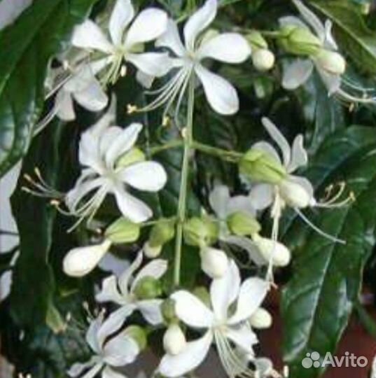 Клеродендрон уолича