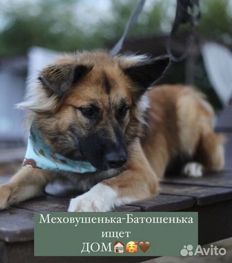 Щенок в добрые руки