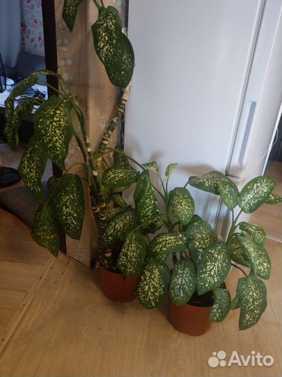 Диффенбахия 1 метр