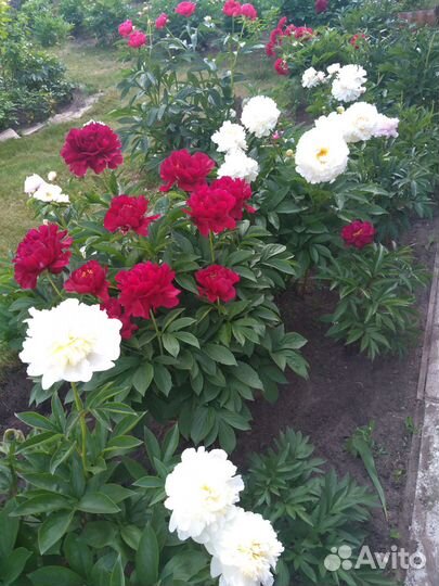 Пион,розы,ирисы