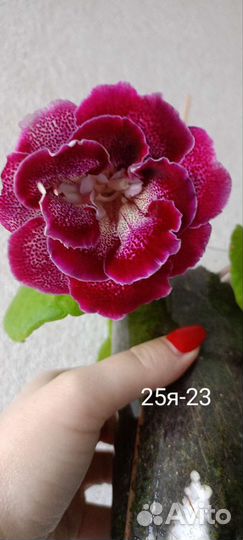 Клубни глаксинии