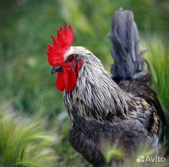 Несушки с голубым яйцом Сильверудд Блу