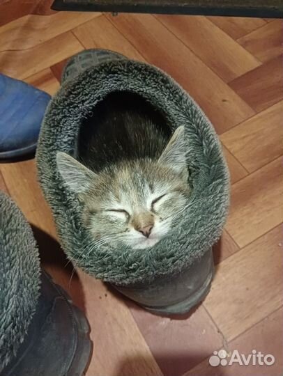 Котята в добрые руки даром