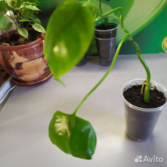 Монстера (отростки )