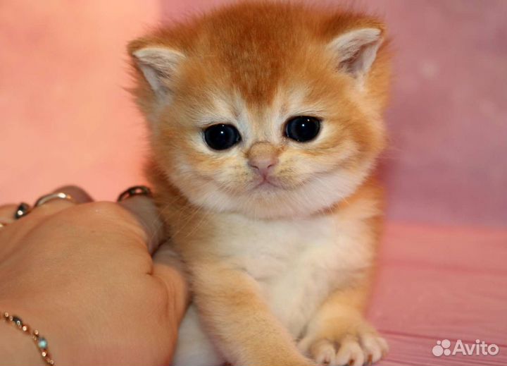 Котята золотая британская шиншилла