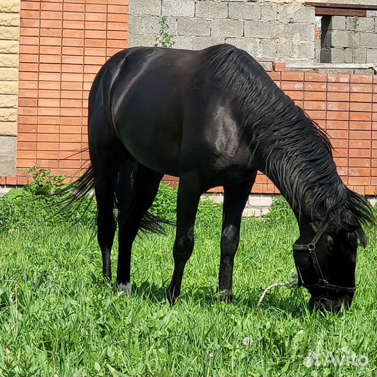 Лошадь жеребец