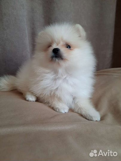 Щенки шпица