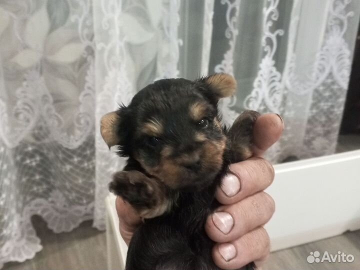 Иоркширский терьер