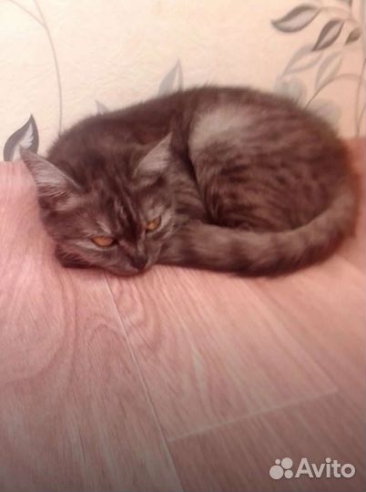 Кошечка в Добрые руки