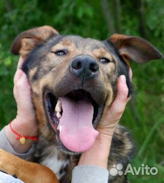 Добрый пес Стич в добрые руки