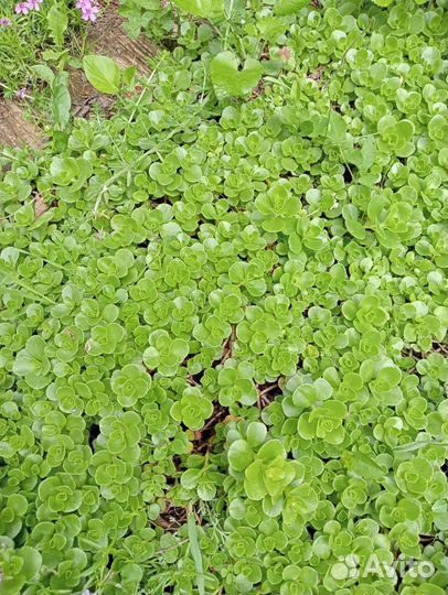 Цветы, многолетние декоративные растения