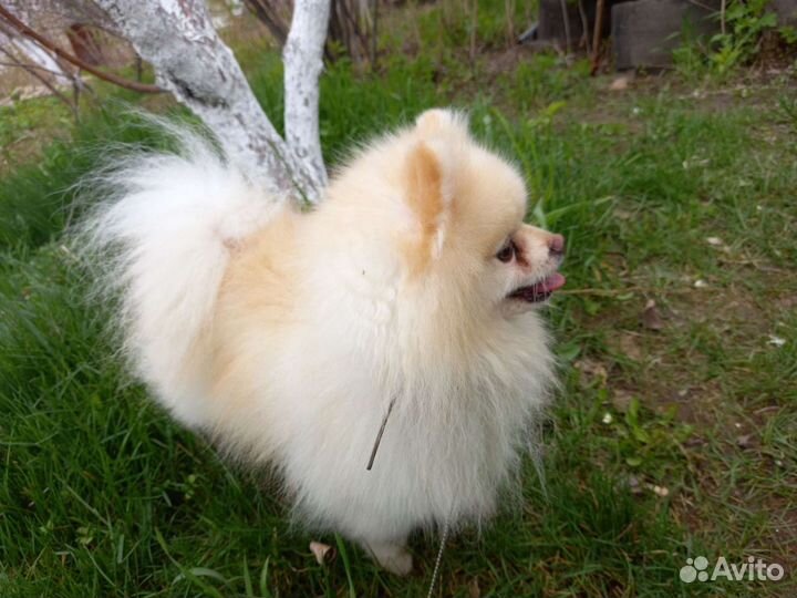 Вязка кобеля