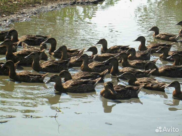 Утка подсадная 