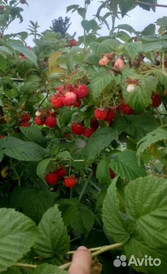 Малина красная саженцы