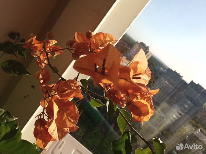 Черенки нарежу разных сортов бугенвиллий