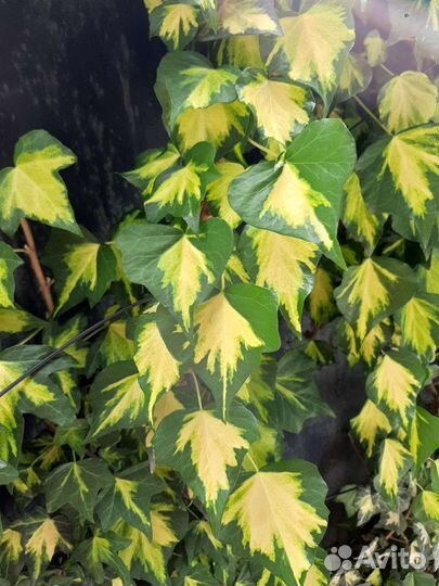 Плющ золотой