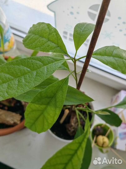 Дерево авокадо молодое